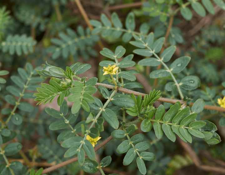 Tribulus terrestris